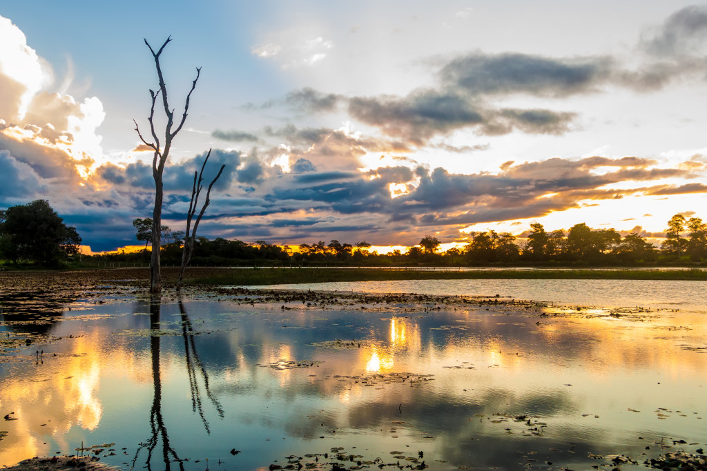 Pantanal_em_Mato_Grosso_Brasil